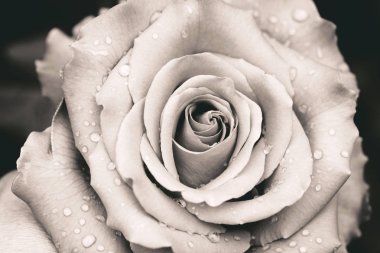 Gül yağmur kapattıktan sonra su damlaları ile ahbap. Sepya etkisi