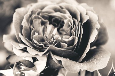 Gül yağmur kapattıktan sonra su damlaları ile ahbap. Sepya etkisi