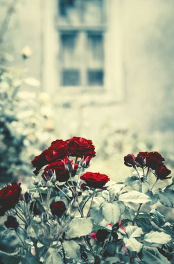 Koyu kırmızı çiçek açan eski terk edilmiş bir evde içinde belgili tanımlık geçmiş kırık pencere Bush'larda yükseldi. Tonda etkisi