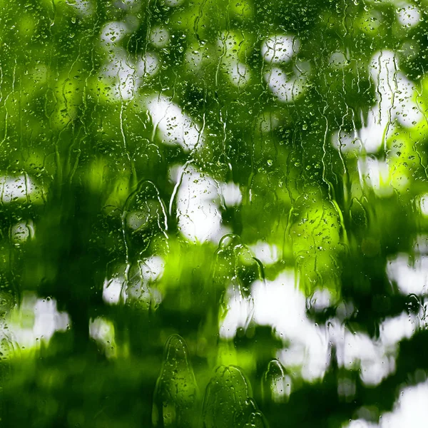 Rain drops on the window with blurry silhouette of a tree in the backgroud with focuse on some waterdrops