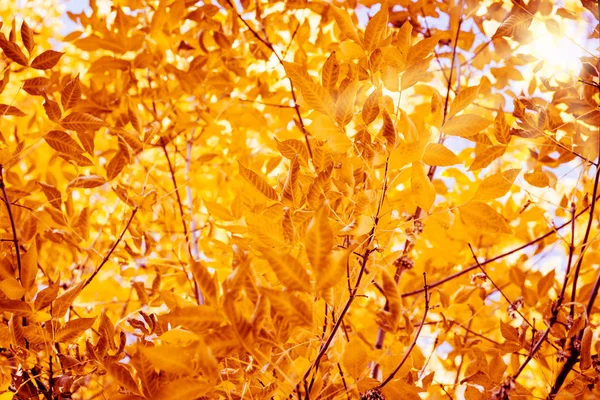 Oksa Keltaisilla Lehdillä Auringonvalossa Värikäs Luonne Tausta — kuvapankkivalokuva