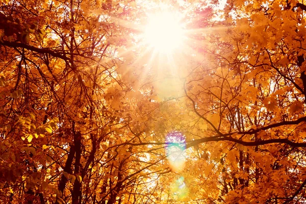 Tak Met Gele Bladeren Zonlicht Kleurrijke Natuur Achtergrond — Stockfoto