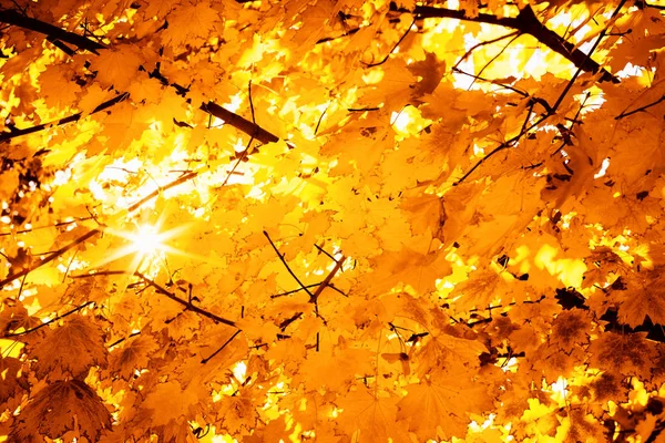 Zweig Mit Gelben Blättern Sonnenlicht Bunte Natur Hintergrund — Stockfoto