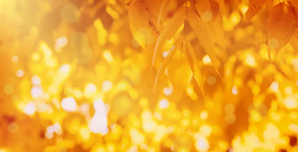 Гілка Червоним Листям Сонячному Світлі Барвистий Фон Природи — стокове фото