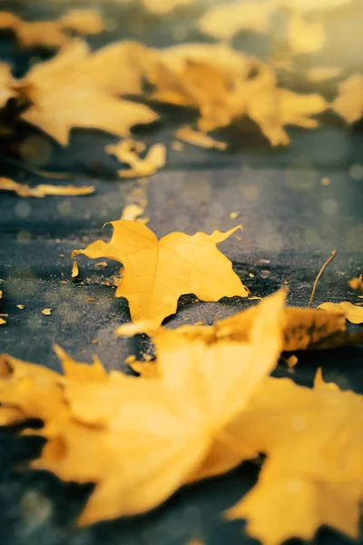 Feuilles Jaunes Sur Grthe Dans Parc Fond Naturel Coloré — Photo