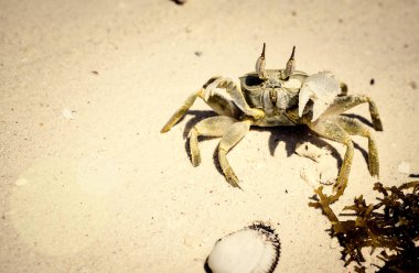Yengeç kumlu bir plaj üzerinde doğal bir arka plan olarak kapat