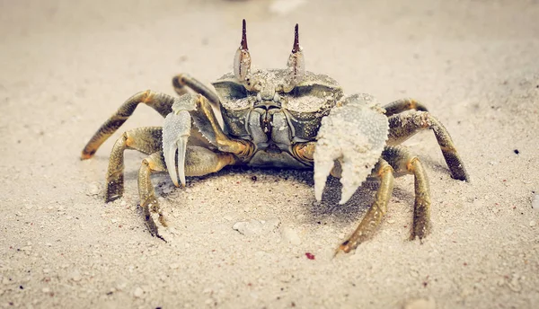 Krab Een Zandstrand Close Als Een Natuurlijke Achtergrond — Stockfoto