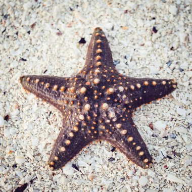 Denizyıldızı kum üzerinde yakın çekim. Doğa arka plan