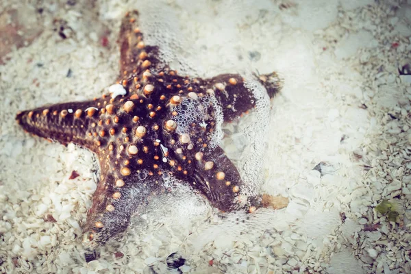 海星在沙滩上靠近 自然背景 — 图库照片