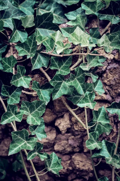 Fresh Ivy Leaves Close Stone Wall Natural Background — Stock Photo, Image