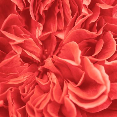 Çiçeklenme Gül Bush yakın yukarı Bahçe