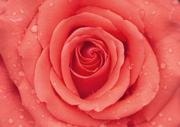 Rose bud z kropli wody po deszczu bliska jako piękny — Zdjęcie stockowe