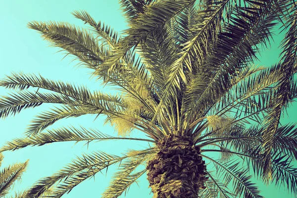Data palm tree zamknąć przeciwko niebo — Zdjęcie stockowe