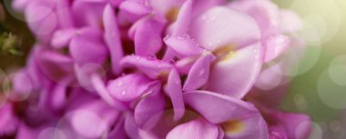 Nemli çekirge (Robinia Viscosa) çiçekleri ile Bahar dalı. Bloo