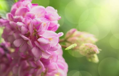 Nemli çekirge (Robinia Viscosa) çiçekleri ile Bahar dalı. Bloo