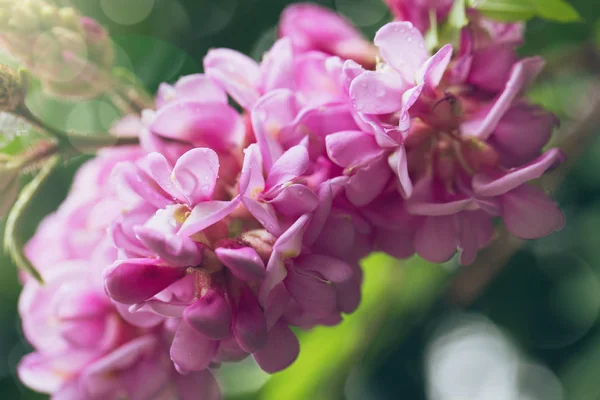 Весенняя ветвь с липкой саранчой (Robinia Viscosa). Блуо — стоковое фото