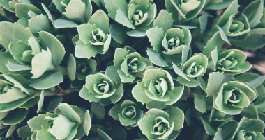 Yeşil çim dokusu. Rosetta stonecrop veya Sedum rosetta. Beautif