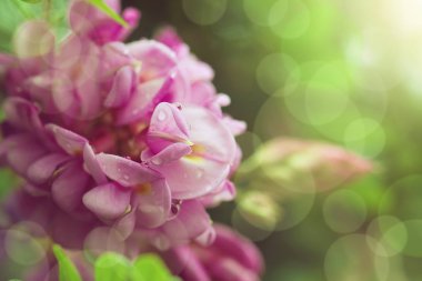 Nemli çekirge (Robinia Viscosa) çiçekleri ile Bahar dalı. Bloo