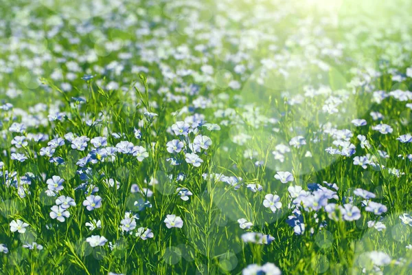 Ein Feld mit blühenden Flachsblüten (linum perenne). schön n — Stockfoto