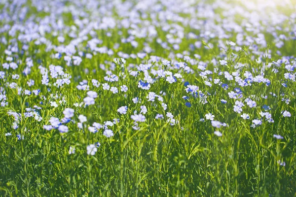 Ein Feld mit blühenden Flachsblüten (linum perenne). schön n — Stockfoto