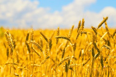 Buğday tarlası yaz aylarında güneşli bir bulutlar ile mavi bir gökyüzü yanında 
