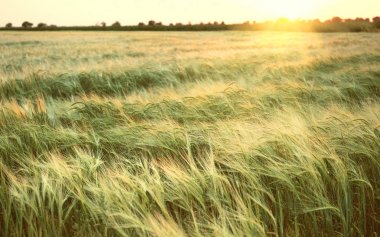 Yazın gün batımında güzel buğday tarlası. Doğa arkaplanı