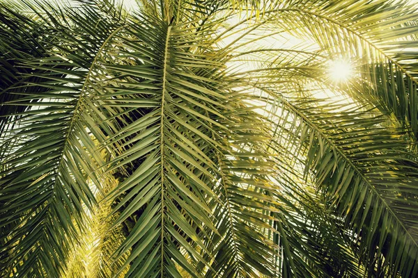 Date palm tree close up with sunlight seen through the leaves. B