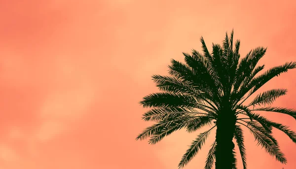 Palmeira de data contra o céu colorido pôr do sol. Bela natureza ba — Fotografia de Stock