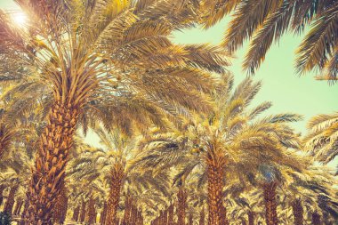 Israil 'de Tarih Palmiye ağaçları Plantation. Güzel doğa arka plan müziği