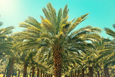 Israil 'de Tarih Palmiye ağaçları Plantation. Güzel doğa arka plan müziği