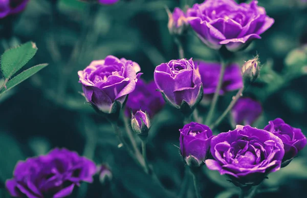 Des rosiers en fleurs se rapprochent — Photo