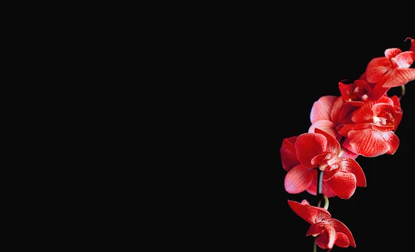 siyah bir arka plan üzerinde izole orkide çiçekleri