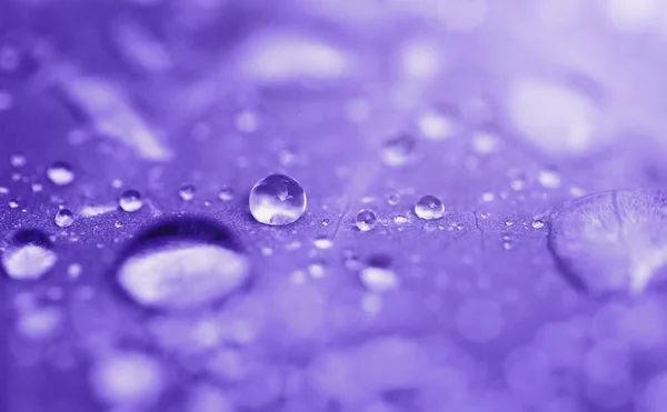 Las gotas del agua transparente de lluvia sobre la hoja se cierran. Efecto tonificado — Foto de Stock