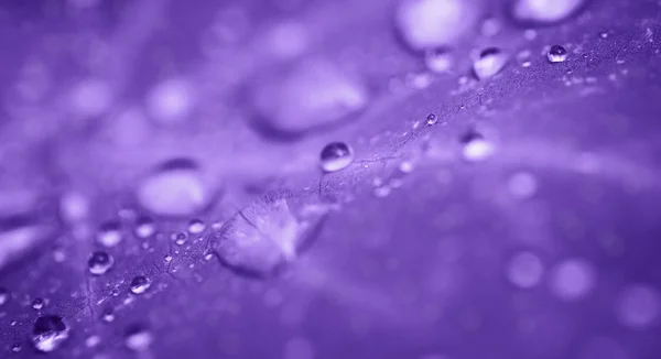 Drops of transparent rain water on a leaf close up.Toned effect — Stock Photo, Image