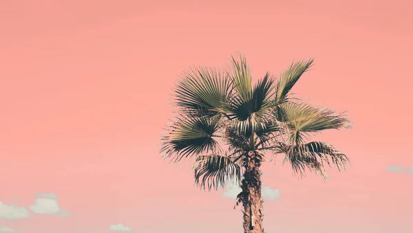 Palm tree on the beach against vivid blue sky. Beautiful nature — Stock Photo, Image