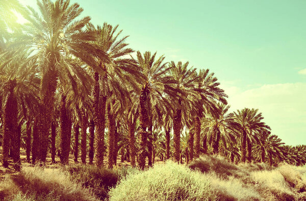 Плантация пальм на фоне ясного неба на закате. Мэнсон
