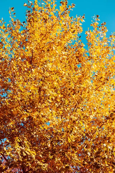 Árbol de otoño con hojas doradas junto al cielo azul claro — Foto de Stock