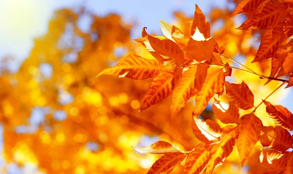 Branche aux feuilles jaunes au soleil — Photo