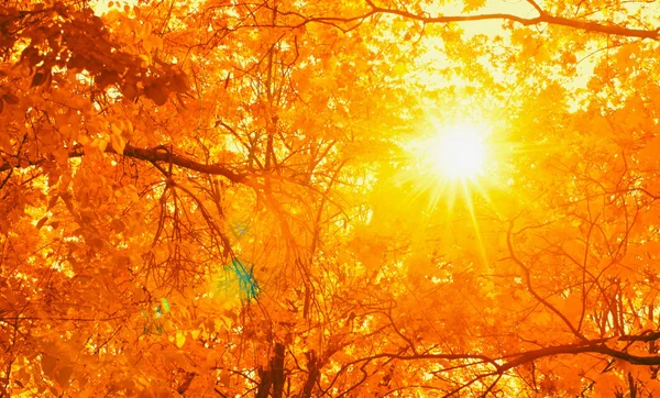 Rayons de soleil vus à travers les branches des arbres dans le parc d'automne. Concept d'automne — Photo