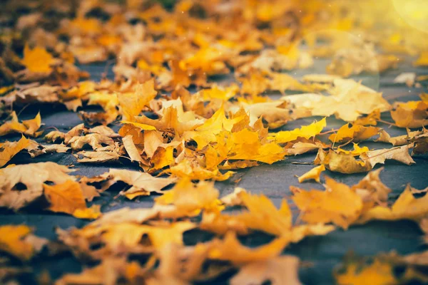 Осенние жёлтые листья на земле в парке. Осенняя концепция — стоковое фото