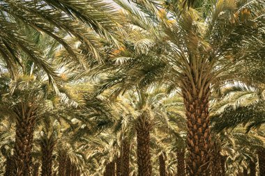 Israil 'de Tarih Palmiye ağaçları Plantation. Güzel doğa arka plan müziği