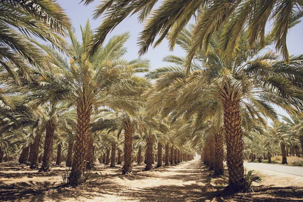 Plantación de palmeras dátiles en Israel. Hermosa naturaleza backgr — Foto de Stock