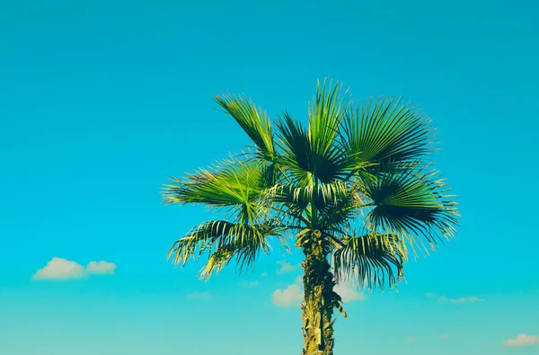 Palmy na plaży przed żywe błękitne niebo. Piękna przyroda — Zdjęcie stockowe