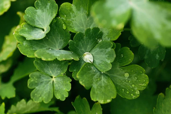 Krople przezroczystej wody deszczowej na zielonym liści z bliska. Beauti — Zdjęcie stockowe