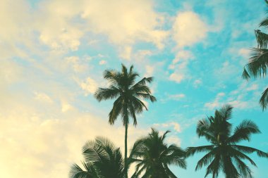 Hindistancevizi palmiye ağaçlarının siyah siluetleri renkli günbatımına karşı  