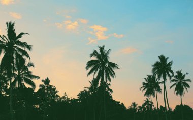 Hindistancevizi palmiye ağaçlarının siyah siluetleri renkli günbatımına karşı  
