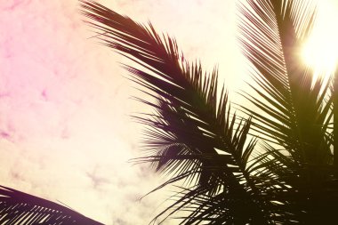 Hindistan cevizi palmiyesi yaprakların arasından görünen güneş ışığıyla kaplıdır.