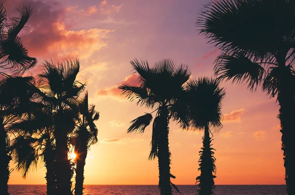 Palm tree on the beach against colorful sunset sky with clouds. — Stock Photo, Image