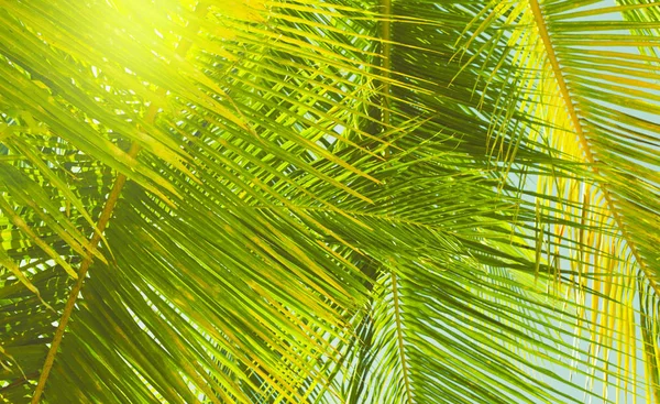 Coconut palm tree leaves close up in tropics. Beautiful nature b