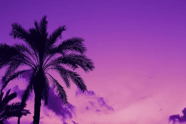 Piękna palma randkowa z gwiazdą na kolorowym niebie zachodu słońca. Nat — Zdjęcie stockowe